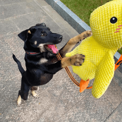 Calming Duck Toy by Wowpetsmart®-🔥 Halloween Special Buy one get one free