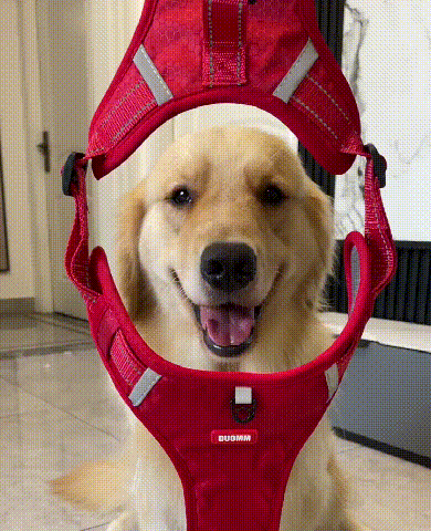 No Pull Dog Harness for Pets